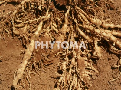 Meloidogyne 